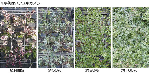 緑被率比較（ハツユキカズラ）